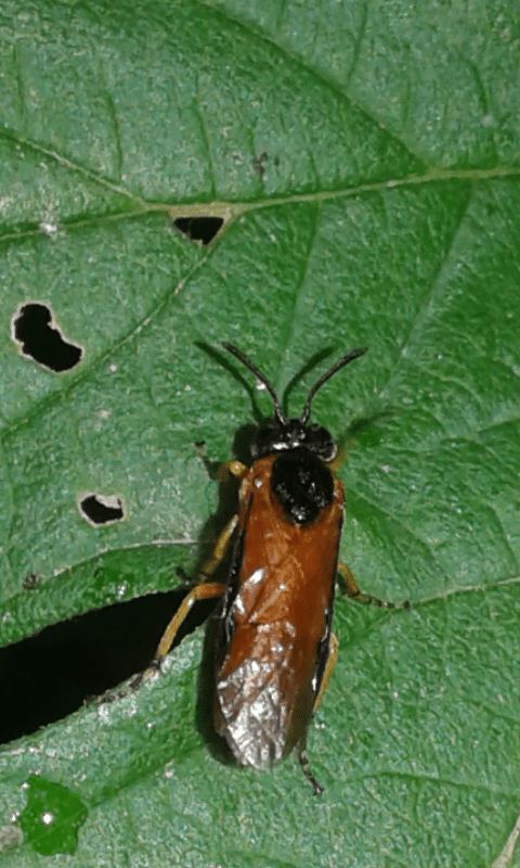 Arge ochropus (Argidae)?